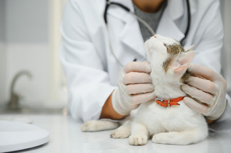 Veterinarian doctor checking cat at a vet clinic.の写真素材
