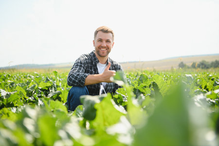Farmer checking the quality of the crop in a field of sugar-beet - selective focus on the man.の写真素材