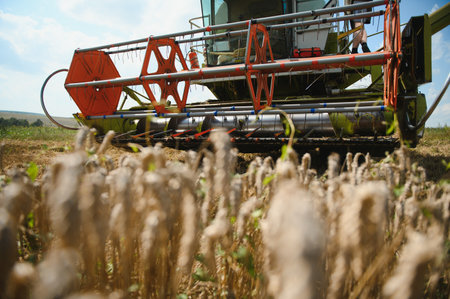 Combine harvester harvests ripe wheat. agriculture.