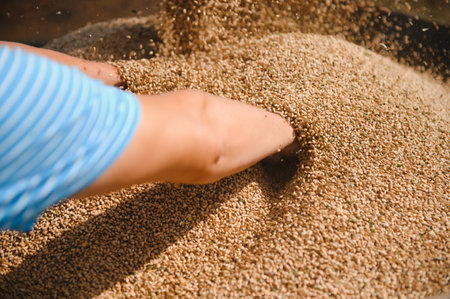 Close up view of combine harvester pouring a tractor-trailer with grain during harvestingの写真素材