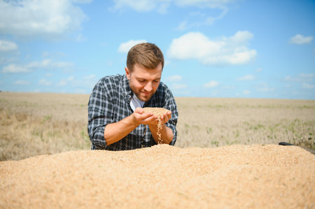 Satisfied young farmer standing on trailer in field and checking harvested wheat grains after harvestの写真素材