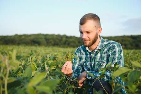 Agronomist inspects soybean crop in agricultural field - Agro concept - farmer in soybean plantation on farm.の写真素材