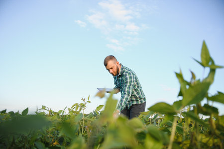 A farmer agronomist inspects green soybeans growing in a field. Agriculture.