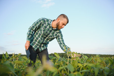 A farmer agronomist inspects green soybeans growing in a field. Agriculture.の写真素材