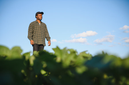 An African American male farmer or agronomist inspects soybeans in a field at sunset.