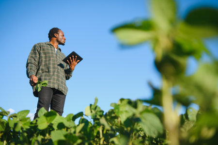 African American farmer in soybean field in summer. The concept of agriculture.