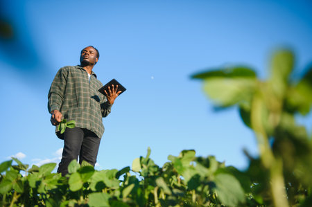 Farmer is standing in his growing soybean field. He is examining the progress of plants.の写真素材