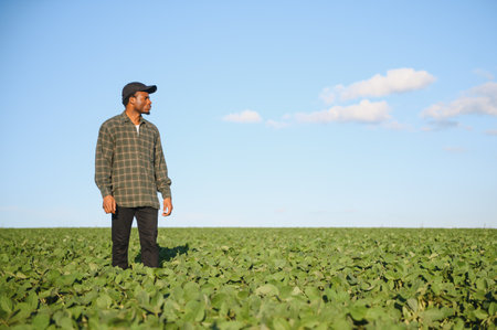 Young farmer is showing his growing soybean field.の写真素材