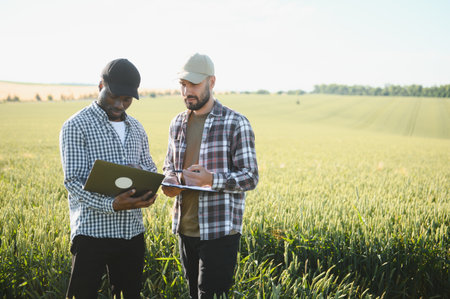 Two multiracial farmers standing in green wheat field examining crop during the day.