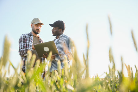 Two multiracial farmers standing in green wheat field examining crop during the day.の写真素材