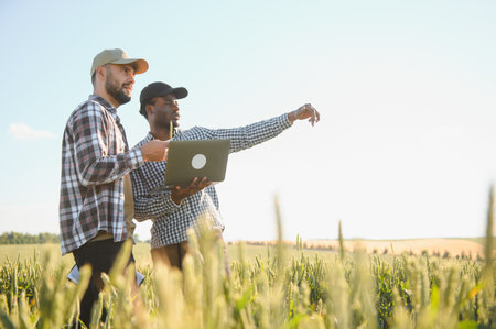 Two multiracial farmer standing in a wheat field with laptop, They are examining the crop at sunset.の写真素材