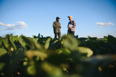 Two farmers in a field examining soy crop at sunset.の写真素材