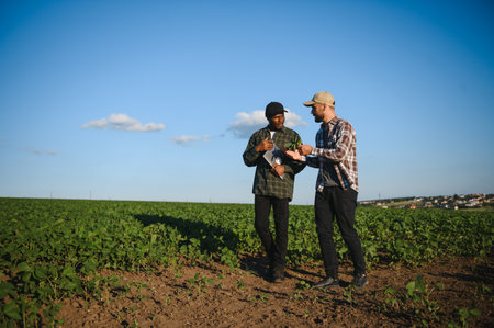 Portrait of two multiracial farmers in a field examining soy crop.の写真素材