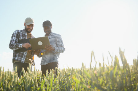 Two multiracial farmers standing in green wheat field examining crop during the day.の写真素材