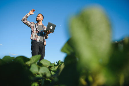 A farmer inspects a green soybean field. The concept of the harvest.の写真素材