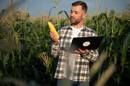 A man inspects a corn field and looks for pests. Successful farmer and agro business.の写真素材