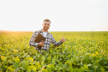 Agronomist inspecting soya bean crops growing in the farm field. Agriculture production concept....
