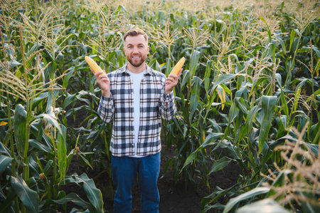 A man inspects a corn field and looks for pests. Successful farmer and agro business.