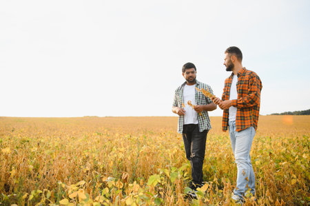 Portrait of two farmers in a soy field.の写真素材