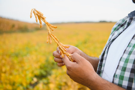 An Indian farmer or agronomist examines the soybean crop in a field.の写真素材