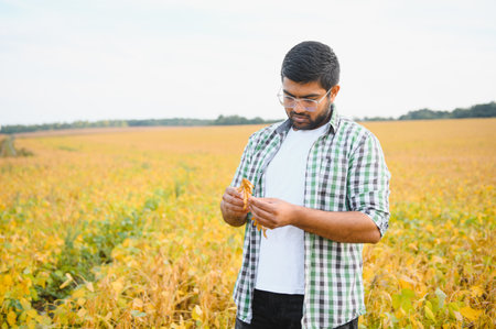 An Indian farmer or agronomist examines the soybean crop in a field.