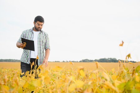 The concept of agriculture. An Indian farmer or agronomist inspects the soybean crop in a field.の写真素材