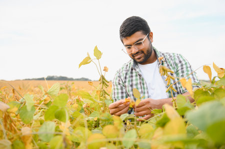 A young Indian farmer works in a soybean field.の写真素材