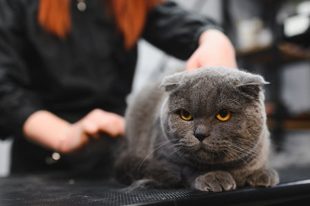 Cat grooming in pet beauty salon. Grooming master cuts and shaves a cat, cares for a cat. The vet uses an electric shaving machine for the cat.の写真素材