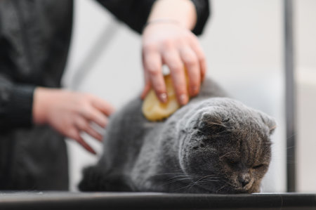 Cat grooming in pet beauty salon. Grooming master cuts and shaves a cat, cares for a cat. The  uses an electric shaving machine for the cat.の写真素材