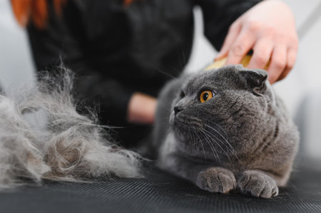 Woman combining fur of a cat. Cat grooming, combing wool. Express molt. Beautiful cat in a beauty salon. Grooming animals, combing hair.の写真素材
