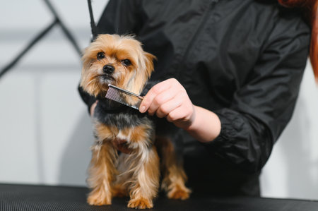 Grooming animals, grooming, drying and styling dogs, combing wool. Grooming master cuts and shaves, cares for a dog.の写真素材