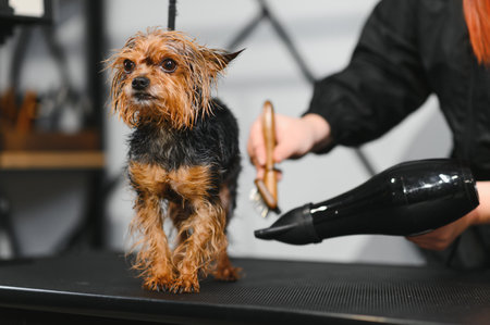 The pet groomer dries dog hair with a hair dryer. Grooming Salon.の写真素材