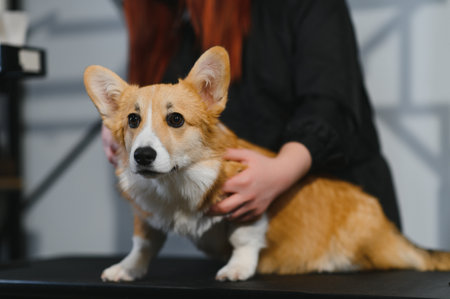 Female trimmer cutting hair on the Yorkshire Terrier.の写真素材