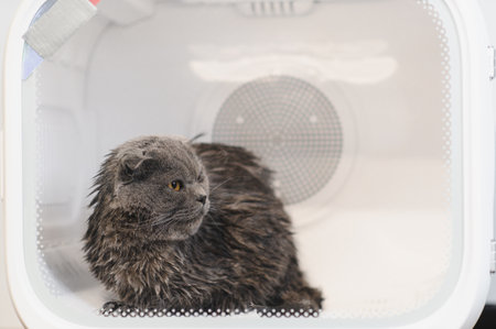 Automatic box dryer for cats and dogs. Grooming salon.