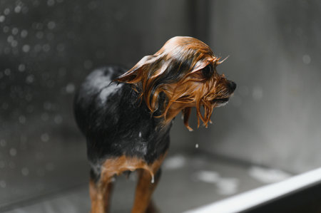 Funny portrait of a dog showering with shampoo. Dog taking a bubble bath in grooming salon.の写真素材