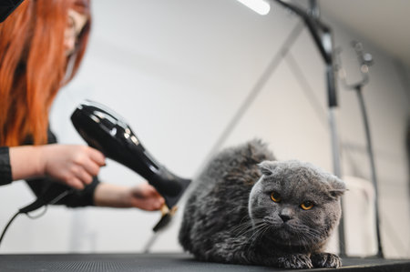 Portrait of cat drying under hair dryer after bath on grooming salon.の写真素材