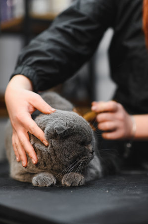 Woman combining fur of a cat. Cat grooming, combing wool. Express molt. Beautiful cat in a beauty salon. Grooming animals, combing hair.の写真素材