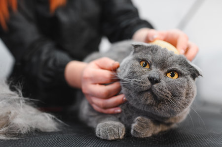 Woman combining fur of a cat. Cat grooming, combing wool. Express molt. Beautiful cat in a beauty salon. Grooming animals, combing hair.の写真素材