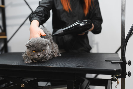 Grooming Salon. Closeup of cat. The cat is dried with a hair dryer. groomer concept.