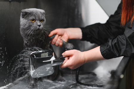 Woman washing cat in grooming salon. Cat bathingの写真素材