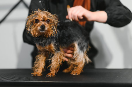 The pet groomer dries dog hair with a hair dryer. Grooming Salon.の写真素材