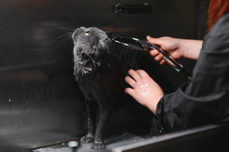 Woman washing cat in grooming salon. Cat bathing Care of the pets.の写真素材