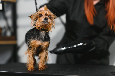 In a special grooming salon, a cute dog is dried with a hairdryer after a bath. A groomer takes care of a small puppy's fur. Concept for pet hygiene, veterinary medicine and professional care.の写真素材