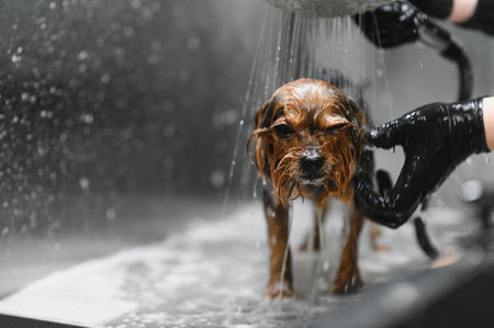 Groomer washing a dog at the bath of grooming salon.の写真素材