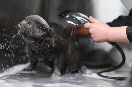 Woman washing cat in grooming salon. Cat bathingの写真素材