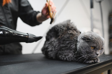 Grooming Salon. Closeup of cat. The cat is dried with a hair dryer. groomer concept.の写真素材