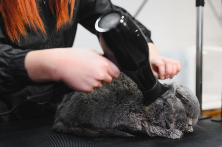 cat under hairdryer after shaving and bath on grooming salon. Master pet hairdresser giving professional service. Concept of animal grooming.の写真素材