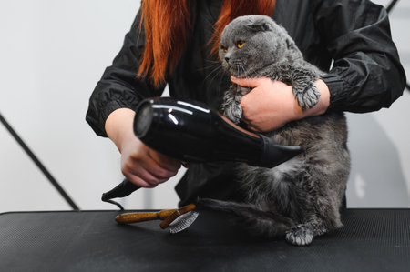 cat under hairdryer after shaving and bath on grooming salon. Master pet hairdresser giving professional service. Concept of animal grooming.の写真素材