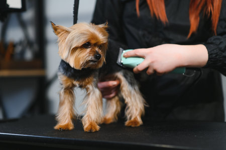 Female trimmer cutting hair on the Yorkshire Terrier.の写真素材