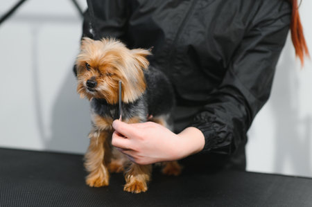 Grooming animals, grooming, drying and styling dogs, combing wool. Grooming master cuts and shaves,...